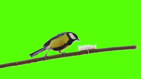 Wild bird sitting on a branch and eating the food. isolated green screen Stock Footage 83810418