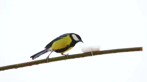 Wild bird sitting on a branch and eating the food. isolated on white background Stock Footage 83821731