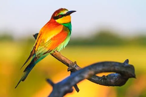 Wild bird sitting on a branch with patterns Stock Photos