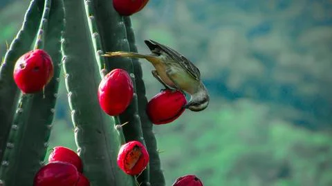 A wild bird skillfully pecks at a ripe red fruit on a green cactus, showcas.. Stock Photos