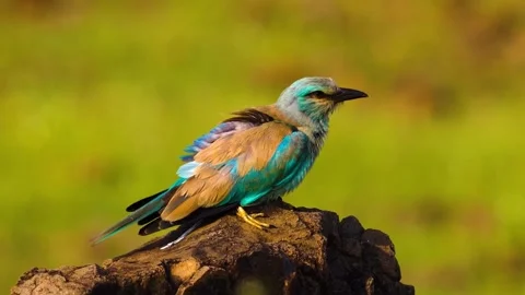 "Wild Bird Soaring in Nature" Stock Footage 290098771