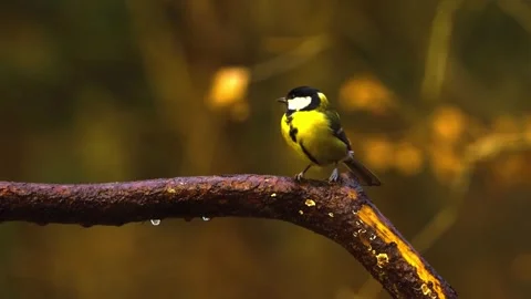 "Wild Bird Soaring in Nature" Stock Footage 290099659