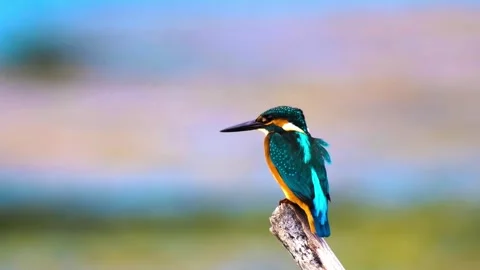 "Wild Bird Soaring in Nature" Stock Footage 290099661