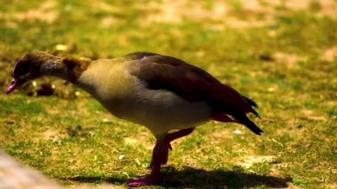 "Wild Bird Soaring in Nature" Stock Footage 290099669