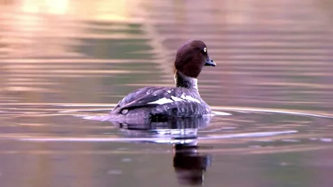 "Wild Bird Soaring in Nature" Stock Footage 290100140
