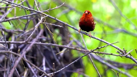 "Wild Bird Soaring in Nature" Stock Footage 290100629