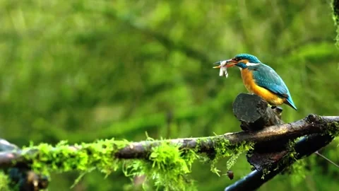 "Wild Bird Soaring in Nature" Stock Footage 290100855