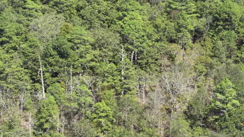 Wild Bird Soaring Through The Forests Of Devil's Backbone Wilderness in Stock Footage 323440788