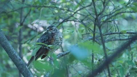 Wild Bird in Sparse Brush Stock Footage 250472697
