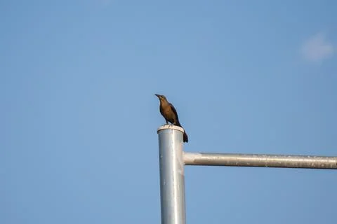 Wild bird standing on a pole Foto stock