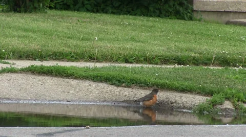 Wild Bird taking a bath 動画素材 39113470