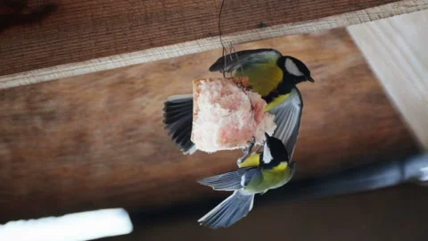 Wild bird tit pecks hung up fat near the house. Stock Footage 101503323