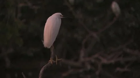 Wild Bird On A Tree Branch 스톡 동영상 19051181