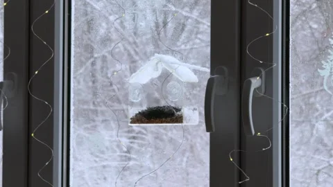 Wild Bird At Window Feeder In Snow Concept of Urban Nature Connection Stock Footage 348252136