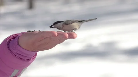 Wild bird in winter forest Stock Footage 214407369