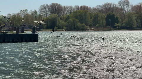 Wild birds and herons taking off from the seashore due to the noise of a ship’s  Видео 310447632