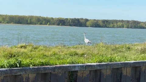 Wild birds and herons taking off from the seashore due to the noise of a ship’s  Video stock 310450425