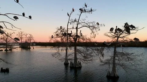 Wild birds in barren trees on a small estuary with beautiful sunset Stock Footage 101609131