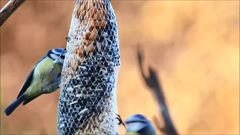 Wild birds blue tit (Parus caeruleus) on feeding place Stock Footage 136474518