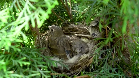 Wild birds chicks await the return of the nurse in the nest. Chicks in the nest. Stock Footage 157124633
