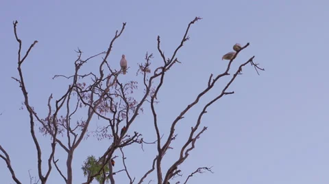 Wild birds at dusk Stock Footage 39743693