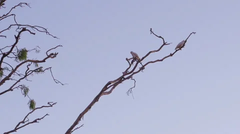 Wild birds at dusk Stock Footage 39743882