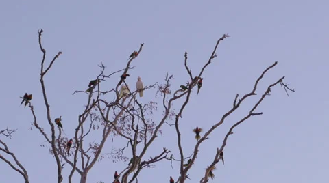 Wild birds at dusk Stock Footage 39744062