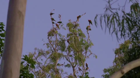 Wild birds at dusk Stock Footage 39744605