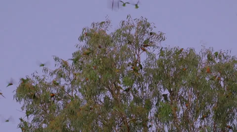 Wild birds at dusk Stock Footage 39744624