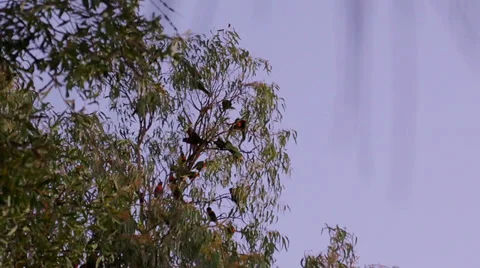 Wild birds at dusk Stock Footage 39744846