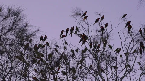 Wild birds at dusk Stock Footage 39744847