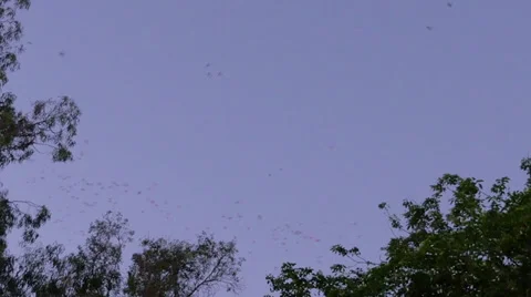 Wild birds at dusk Stock Footage 39745021