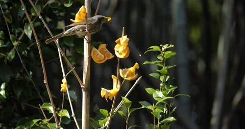 Wild birds eating oranges. Stock Footage 159459802