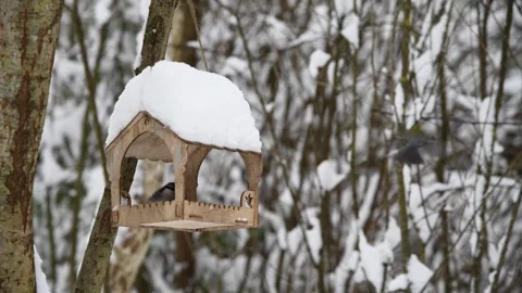 Wild birds eats grain from bird feeder in winter forest Stock Footage 259941095