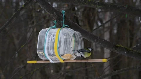 Wild birds eats seeds from bird feeder Stock Footage 233520763