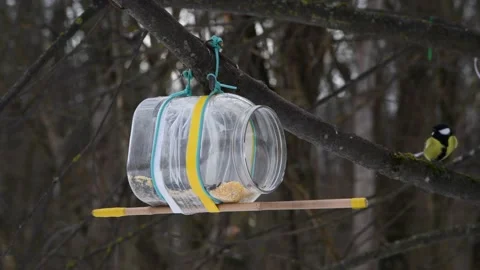 Wild birds eats seeds Stock Footage 233521656