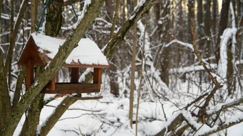Wild birds eats seeds in winter forest from bird feeder Stock Footage 259469922