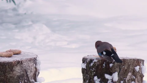 Wild Birds Feed In Winter 스톡 동영상 167464926