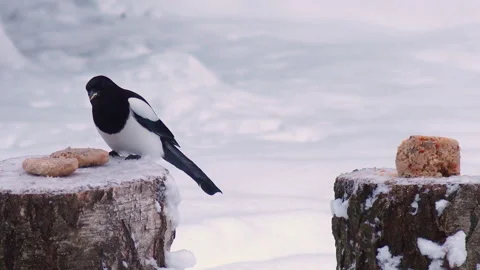 Wild Birds Feed In Winter 스톡 동영상 167464983