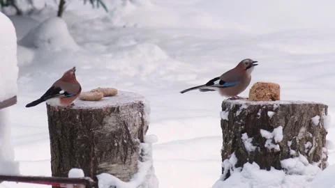Wild Birds Feed In Winter 스톡 동영상 167465019