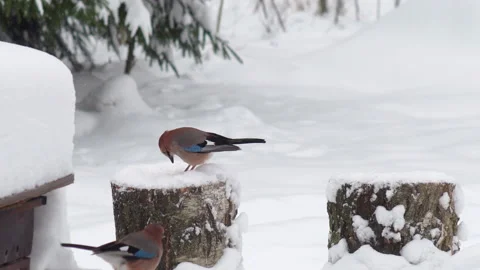 Wild Birds Feed In Winter 스톡 동영상 167465074