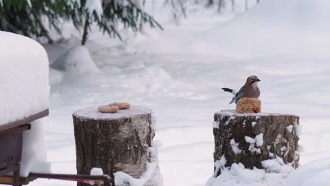 Wild Birds Feed In Winter 스톡 동영상 167465165