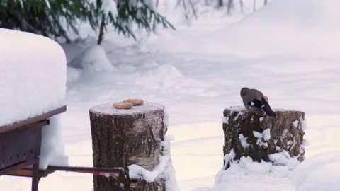 Wild Birds Feed In Winter 스톡 동영상 167465251