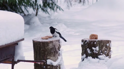 Wild Birds Feed In Winter 스톡 동영상 167465322