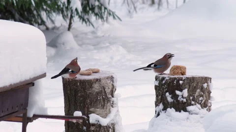 Wild Birds Feed In Winter 스톡 동영상 167465419