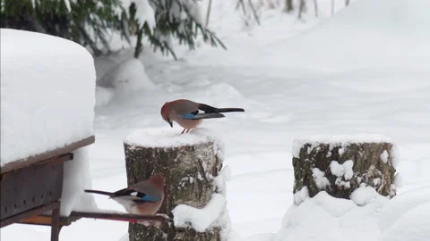 Wild Birds Feed In Winter Video stock 167465509