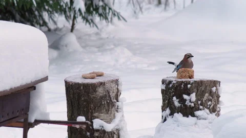 Wild Birds Feed In Winter 스톡 동영상 167465642