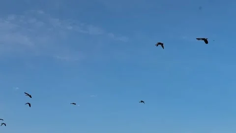 Wild Birds Flying Over Corn Field Under Blue Sky Stock Footage 339936814