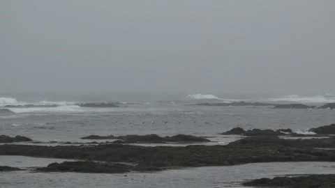 Wild Birds Flying Over Rough Atlantic Ocean Waves on an Icelandic Coastline Stock Footage 339968621