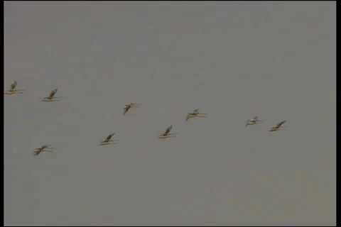 Wild birds 스톡 동영상 983393